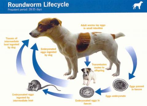 roundworm cycle