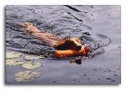 Leptospirosis Leptospirosis