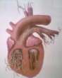 heartworms heartworms