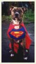 superman dog