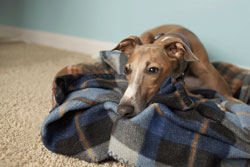 greyhound on blanket
